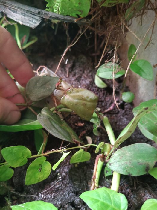 Komplet roślin  do terrarium