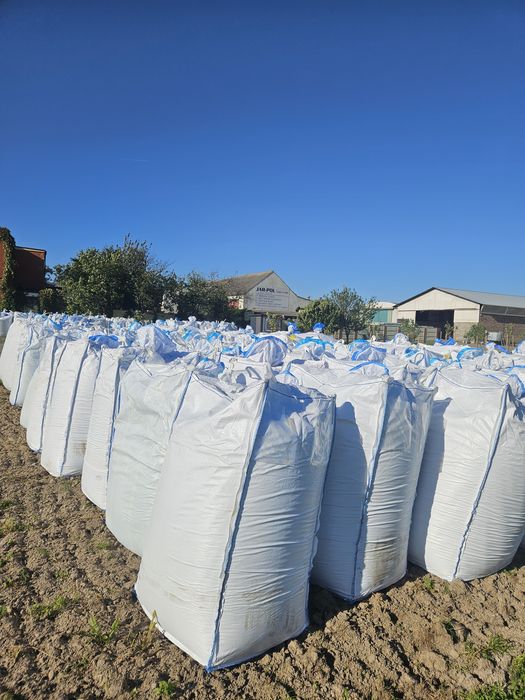 Kukurydza  mielona  CCM NOWE ZBIORY