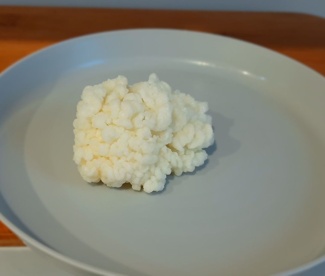 Grzybek tybetański 30g, Starter, Domowy kefir, Blog z informacjami