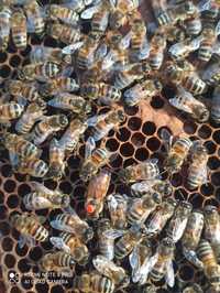 В наявності не плідні бджоломатки Бакфаст