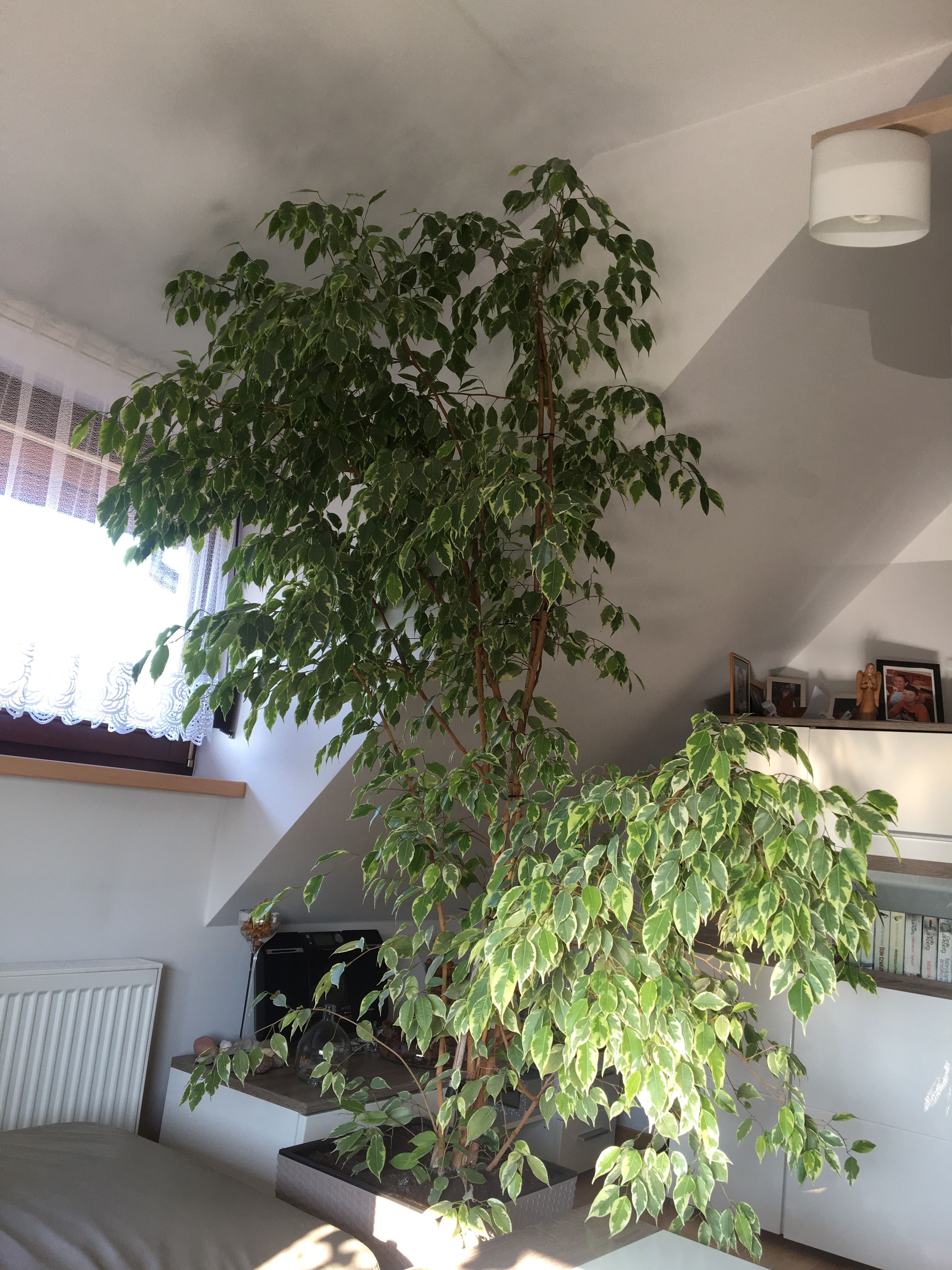 Duży benjaminek wys 230 cm