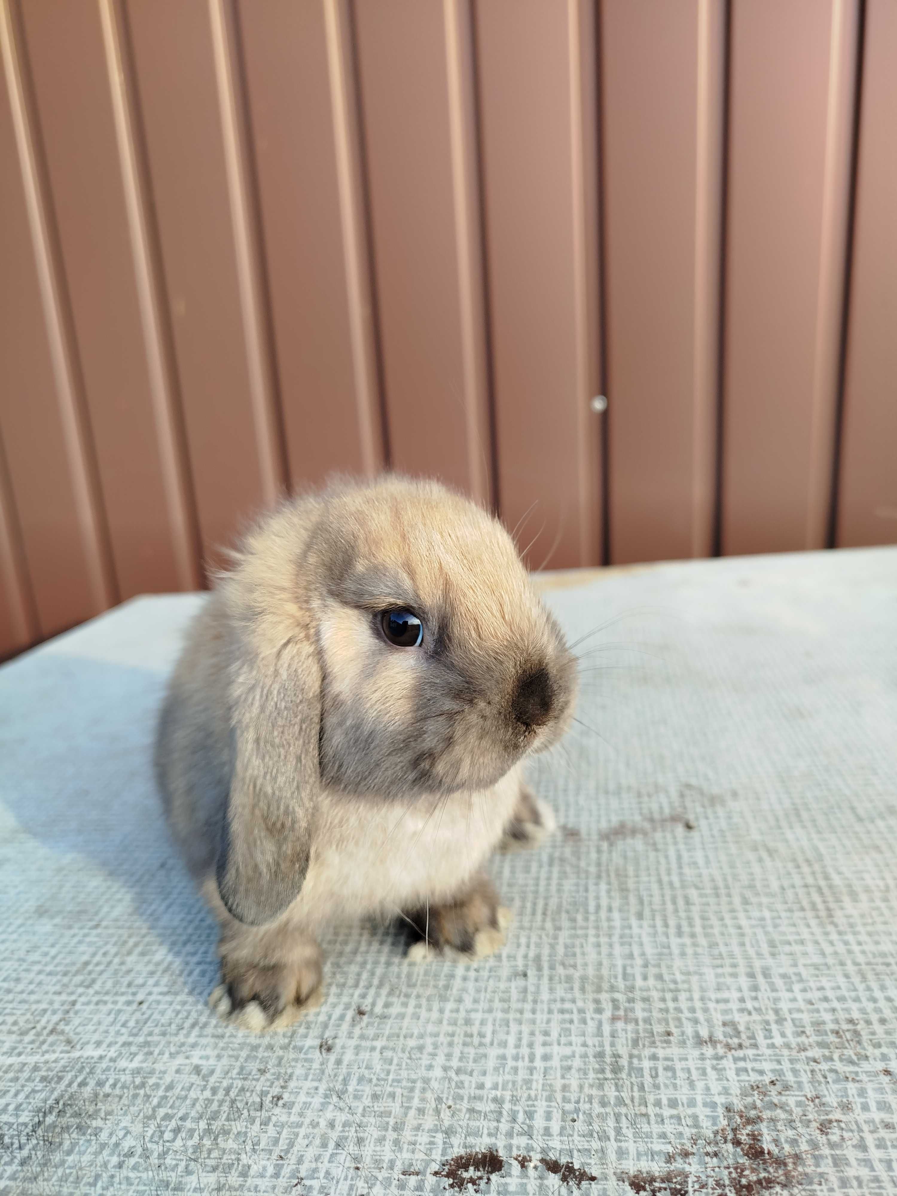 Króliczki miniaturki mini lop