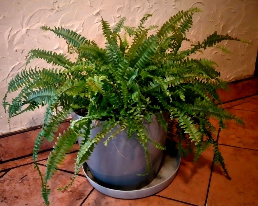 Paproć domowa  duża