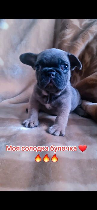 Цуценята французького бульдога хлопчики і дівчатка.