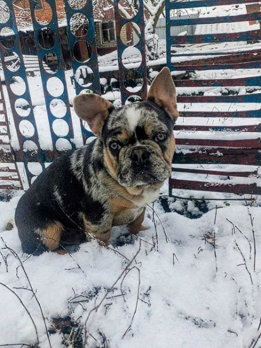 Малюки-французики вже готові зустріти своїх нових господарів!