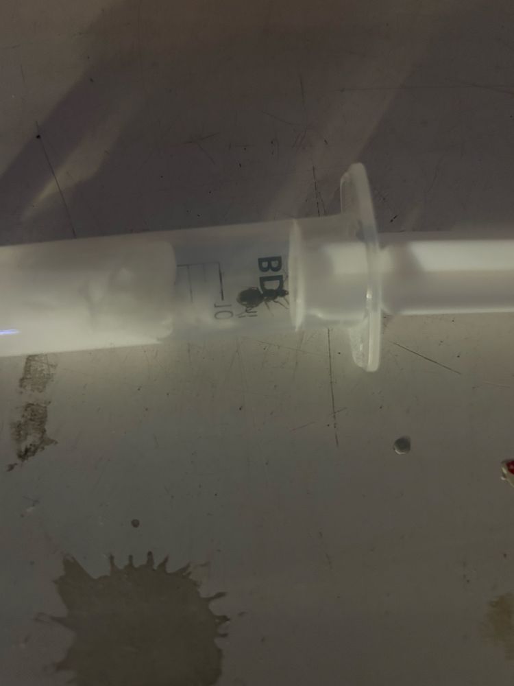 Sprzedam klólowe mrówek lasius nigdr