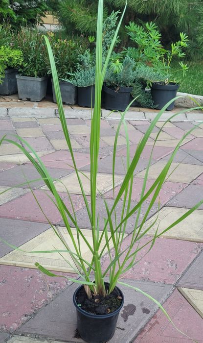 Злакові трави: пеннісетум, міскантус тощо