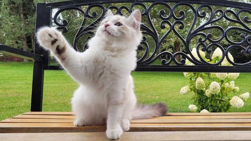 Kociak BOCOLOR syberyjski, Neva Masquerade z rod. FPL opcja. SHOW