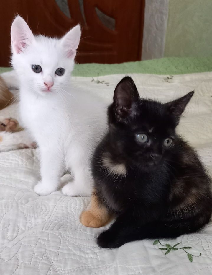 Подарю котят в добрые, любящие руки