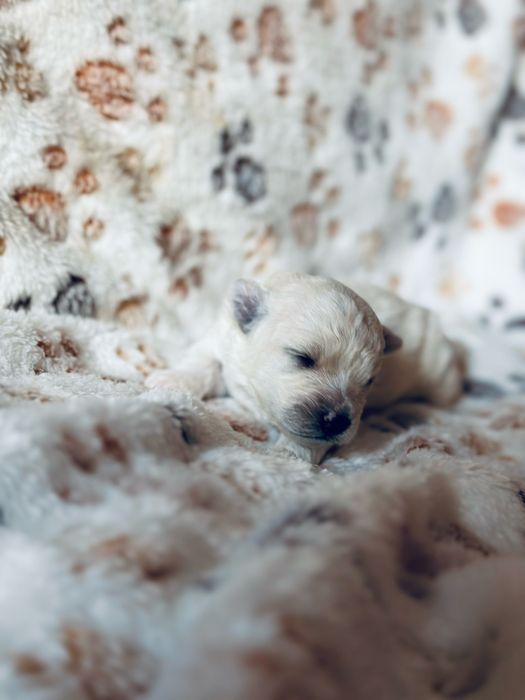 Bichon Frise szczenięta FCI – rezerwacje otwarte