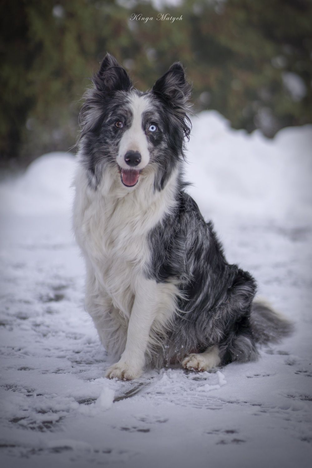 Border collie chłopiec Blue -merle nr 1/GOTOWY DO ODBIORU/genetyka