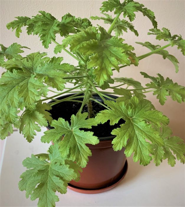 Герань душистая лечебная (Pelargonium graveolens hort)