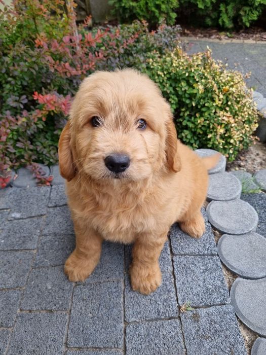 Golden & Pudel goldendoodle mini piesek