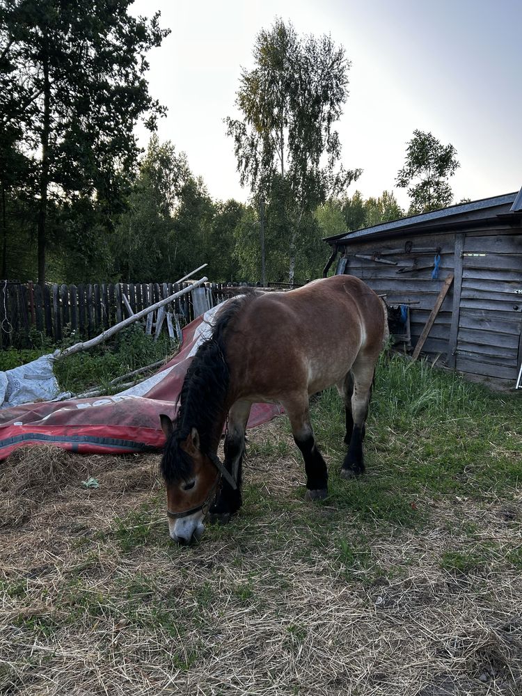 Ogier Zimnokrwisty 12 miesięcy