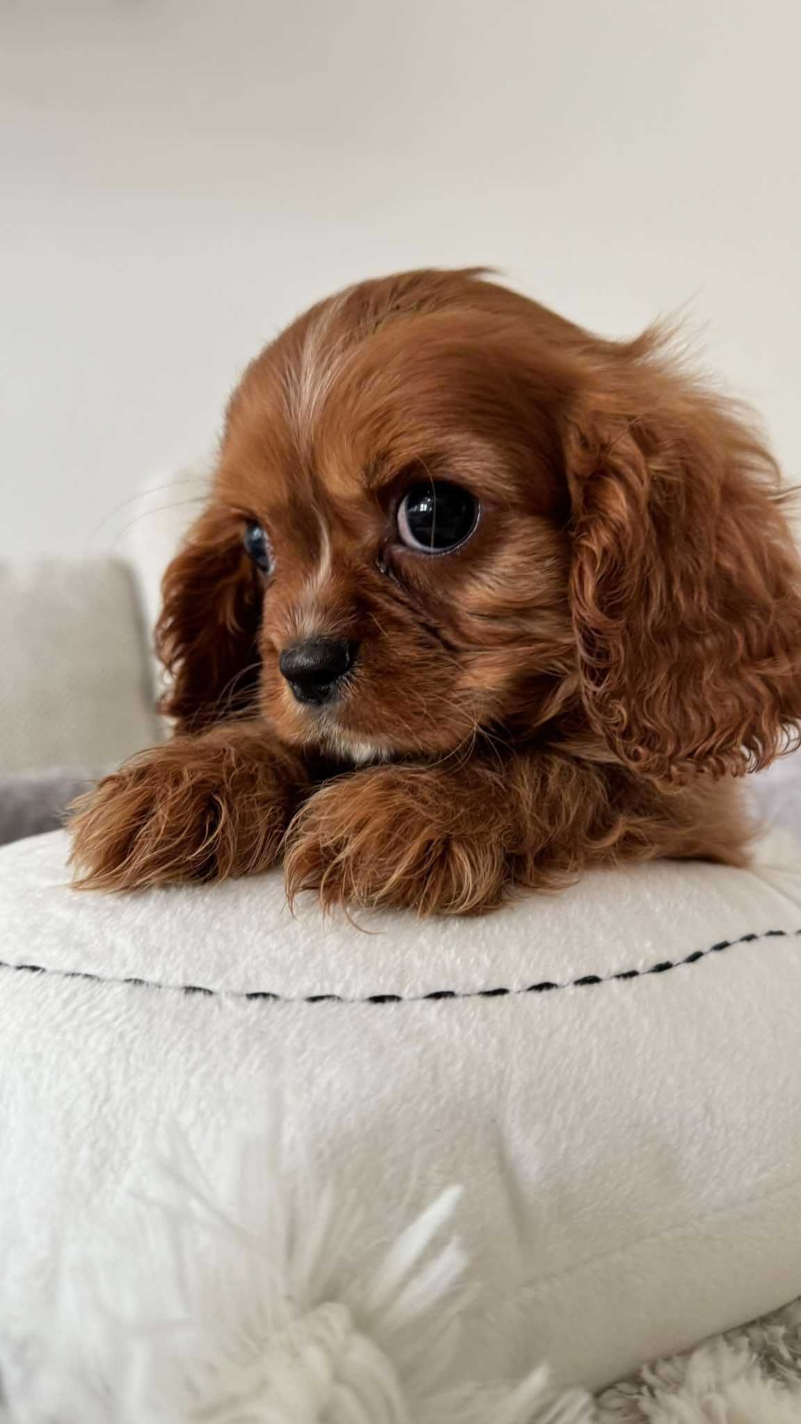 Chłopczyk Ruby Cavalier King Charles Spaniel z Rodowodem