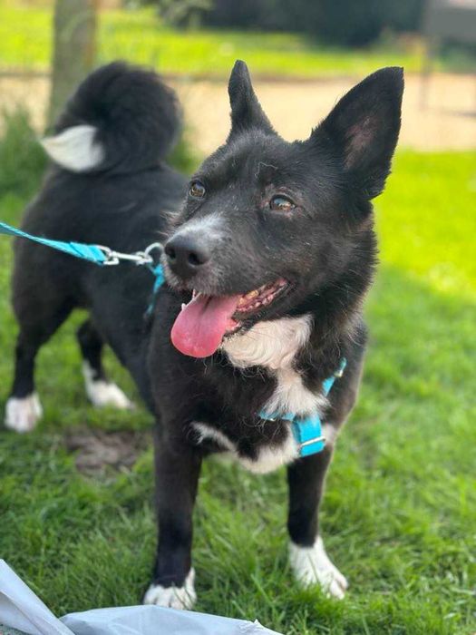 Porzucona bita przepędzana sunia ofiara wojny Pomóż adoptuj