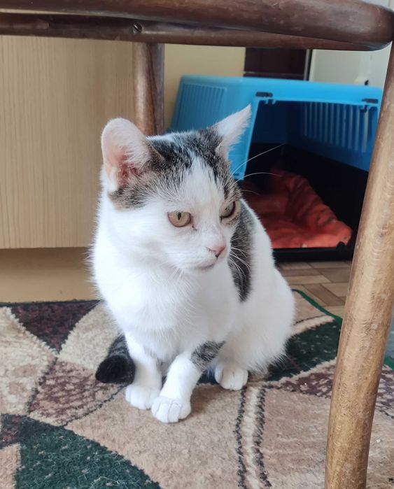 Młoda ok. 2 letnia koteczka do adopcji