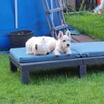 West Highland White Terrier,  suczka ZKwP (FCI)