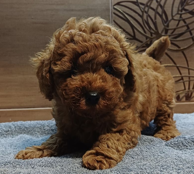 Щенок той пудель