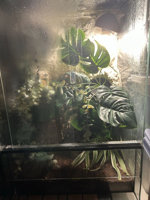 Sprzedam gekona orzesionego z terrarium