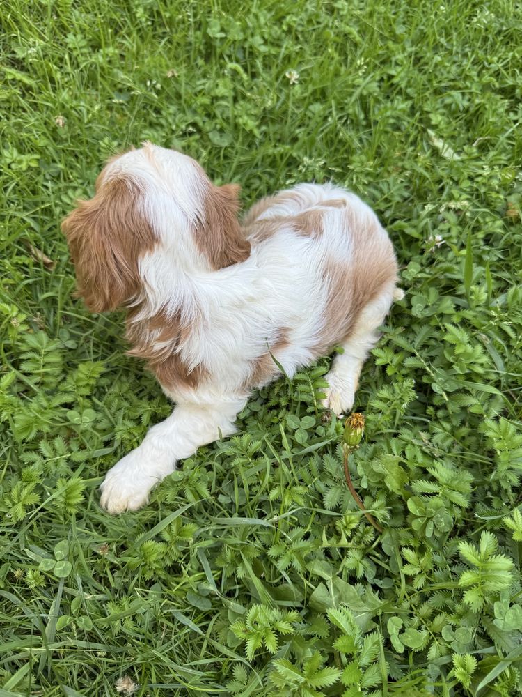 Urocza Suczka Cavalier Blenheim,Chip,Rodowód,Książeczka,Wyprawka!!