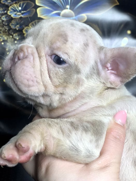 Елітні цуценята французького бульдога