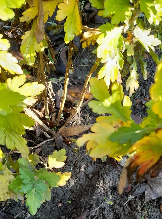 Продам хризантеми рожева і кірпічного коліру