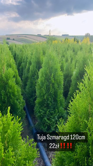 Tuja Szmaragd 110-120cm PRODUCENT*DOWOZIMY*SADZIMY(tuje,thuja,thuje)