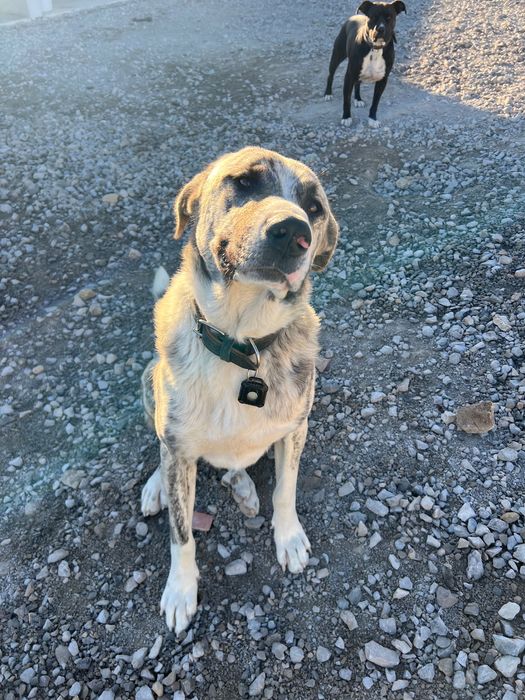 Cao para dar de 2 anos