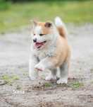 Akita Inu *** FCI ***  cudowne szczenięta -suka