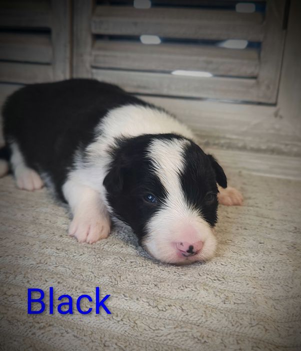 Border collie piesek cudowny piesek przebadani rodzice do odbioru