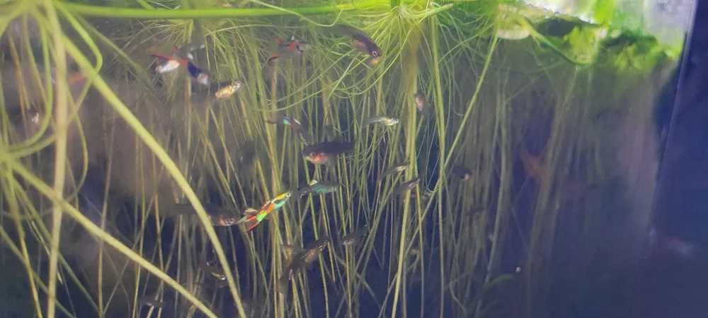 Guppys Juvenis e adulltos