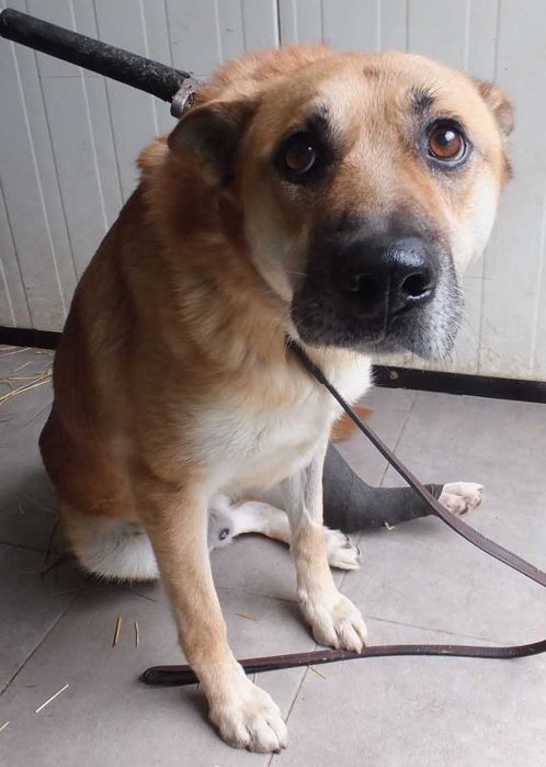 WAZON pies po wypadku i operacji, duży z charakterem do adopcji