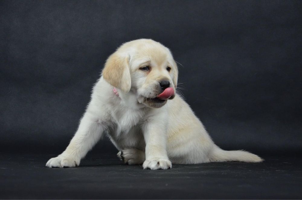 Labrador retriever FCI - suczka