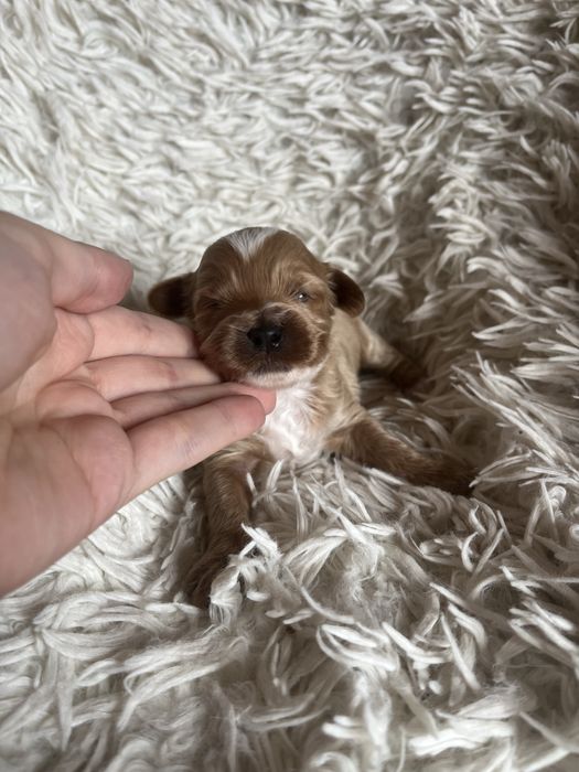 Wyjątkowy piesek cockapoo f1b mama cockapoo tata pudel toy red unikat
