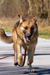 Cudowna suczka do adopcji