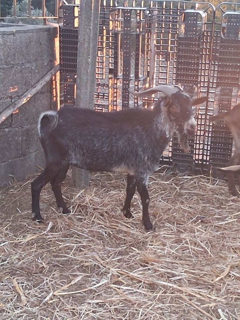 Cabrito com 1 ano e meio