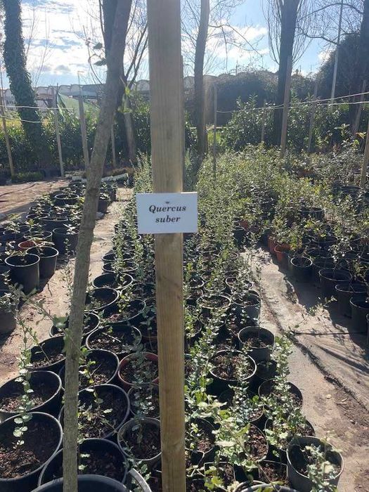 Árvore Quercus suber 40/60cm