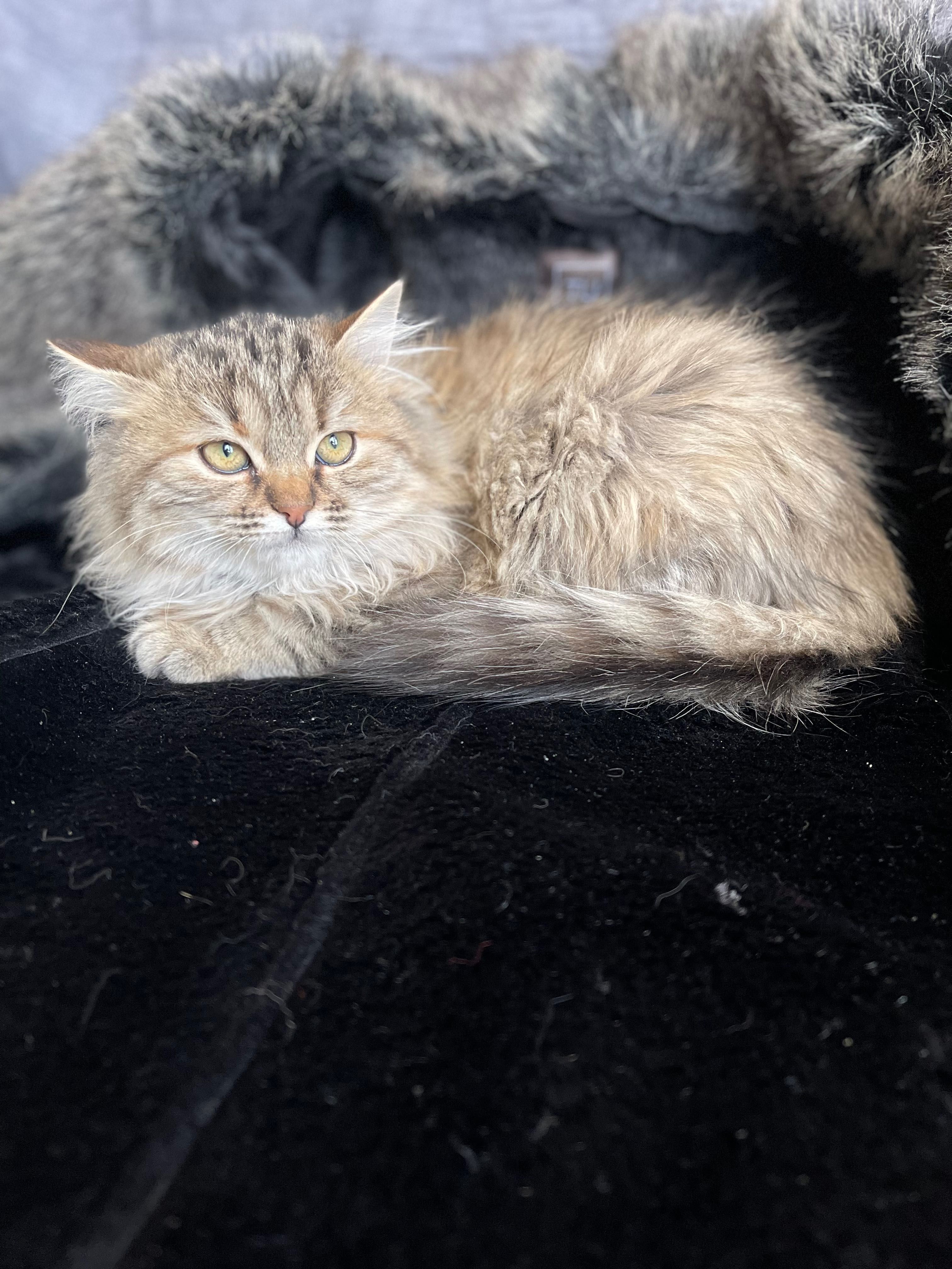 Котята котики красивый котенок до года