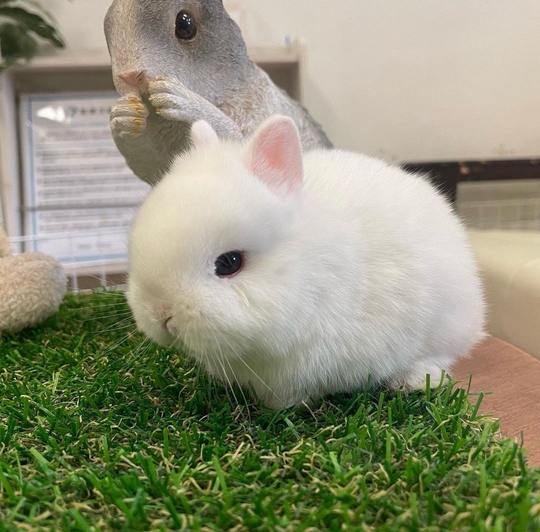 KIT Coelhos anões minitoy e holandês mini, coelhinhos muito dóceis