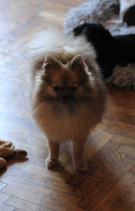 Bardzo malutka XS suczka pomeranian/szpic miniaturowy