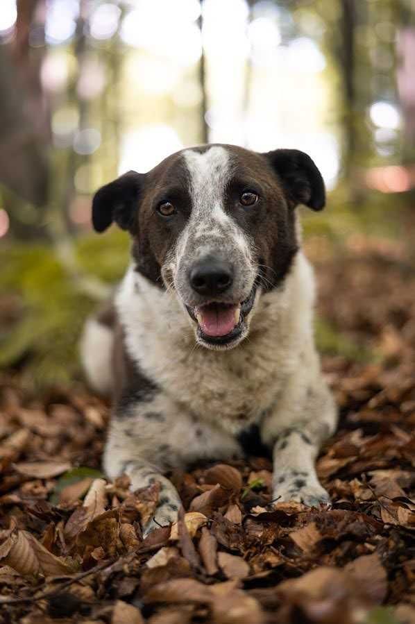 CHAPS samiec do adopcji