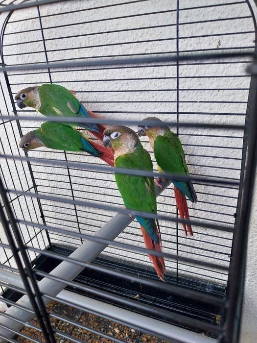 Pyhurras para domesticar