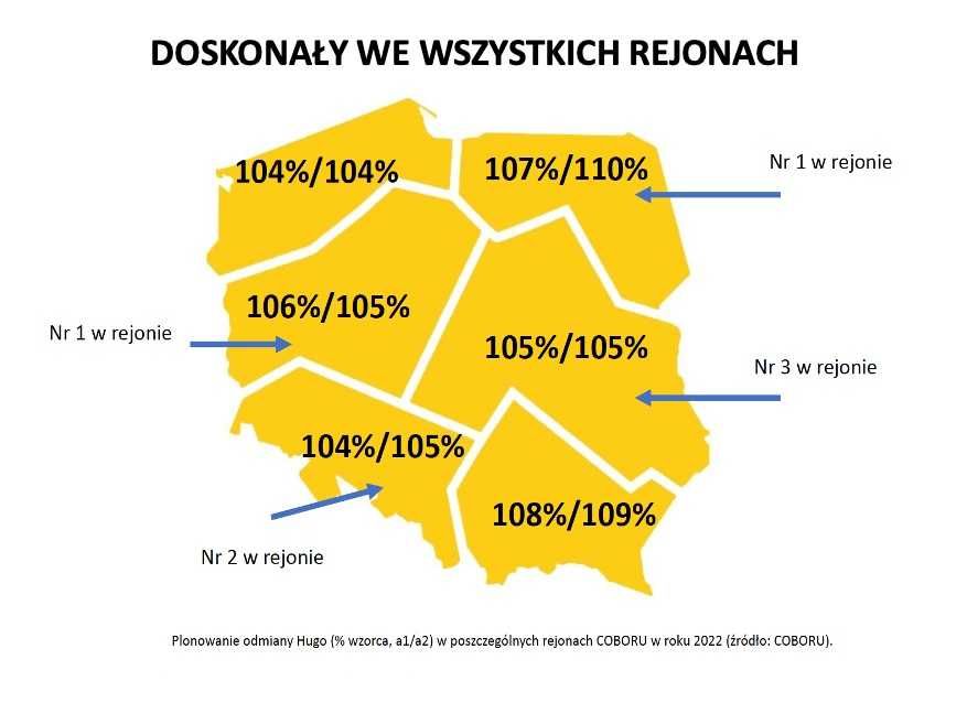 Pszenżyto Przewódkowe HUGO - Rewelacyjny Plon Przewódka późny siew