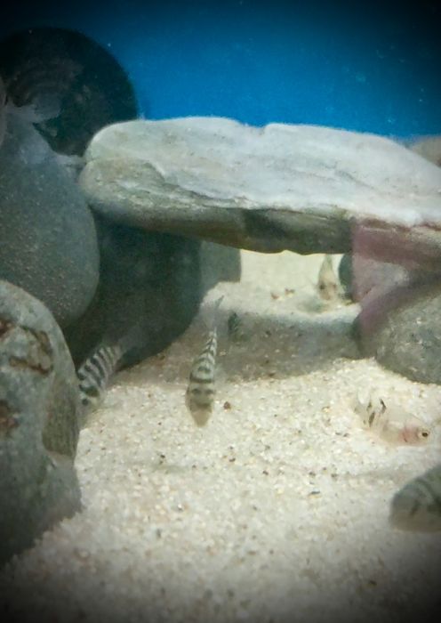 Acará do Congo/ nigrofasciatus