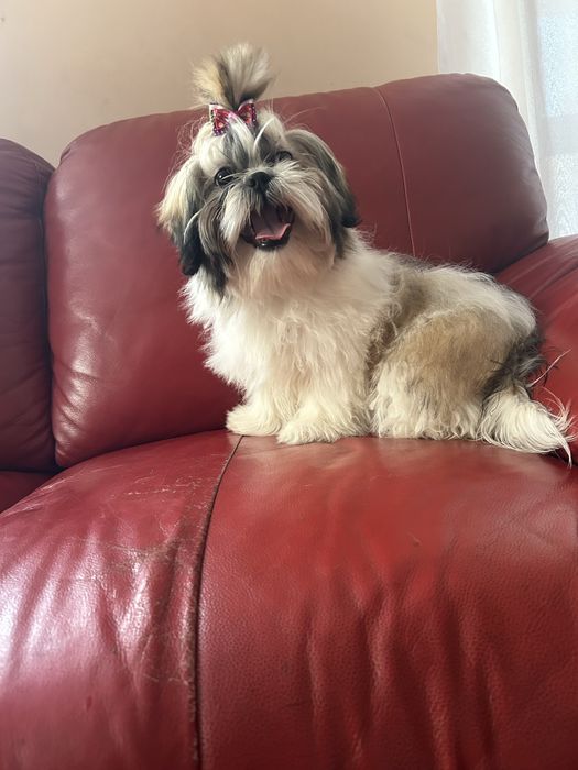 Suczka rasy shih tzu tricolor