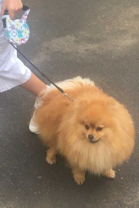 Мальчик-померанец ищет девочку!