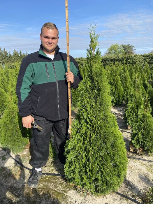 Tuja Szmaragd – gęsty, zielony żywopłot prosto od producenta