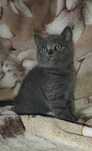 Koty rasy Scottish fold shorthair z rodowodem