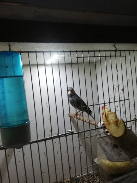 Kanarki na pełnym spiewie  samce samiczki